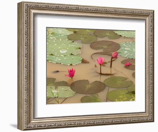 Lotus Flower, Ayuthaya, Thailand-Gavriel Jecan-Framed Photographic Print