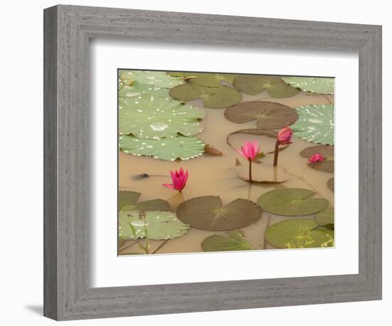 Lotus Flower, Ayuthaya, Thailand-Gavriel Jecan-Framed Photographic Print