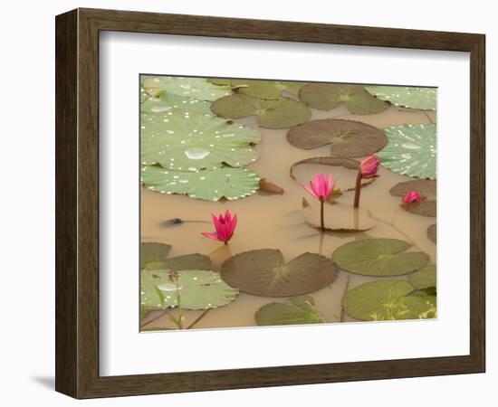 Lotus Flower, Ayuthaya, Thailand-Gavriel Jecan-Framed Photographic Print