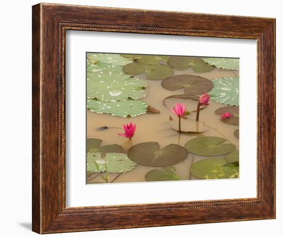 Lotus Flower, Ayuthaya, Thailand-Gavriel Jecan-Framed Photographic Print