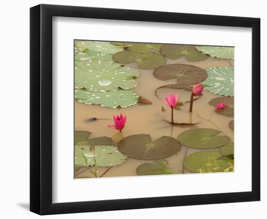 Lotus Flower, Ayuthaya, Thailand-Gavriel Jecan-Framed Photographic Print