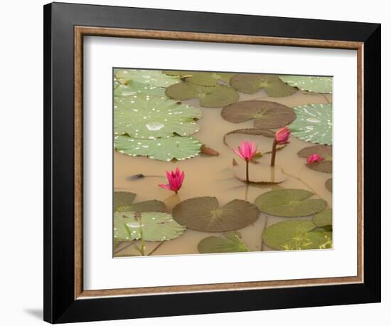 Lotus Flower, Ayuthaya, Thailand-Gavriel Jecan-Framed Photographic Print