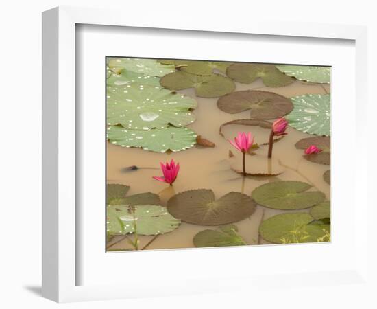 Lotus Flower, Ayuthaya, Thailand-Gavriel Jecan-Framed Photographic Print