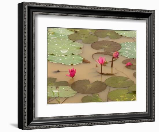 Lotus Flower, Ayuthaya, Thailand-Gavriel Jecan-Framed Photographic Print