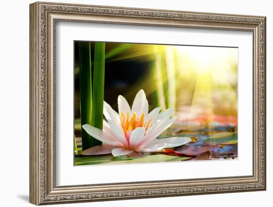Lotus Flower Background-null-Framed Art Print