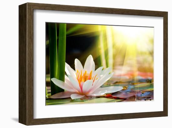 Lotus Flower Background-null-Framed Art Print