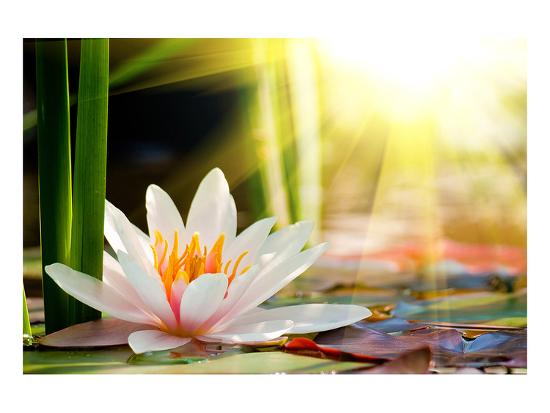 Lotus Flower Background Art Print By Lotus Flower Background