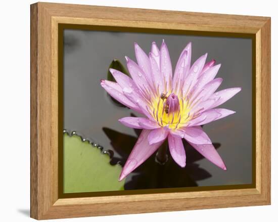 Lotus Flower, Balata Garden, Martinique, French Overseas Department, Windward Islands-null-Framed Premier Image Canvas
