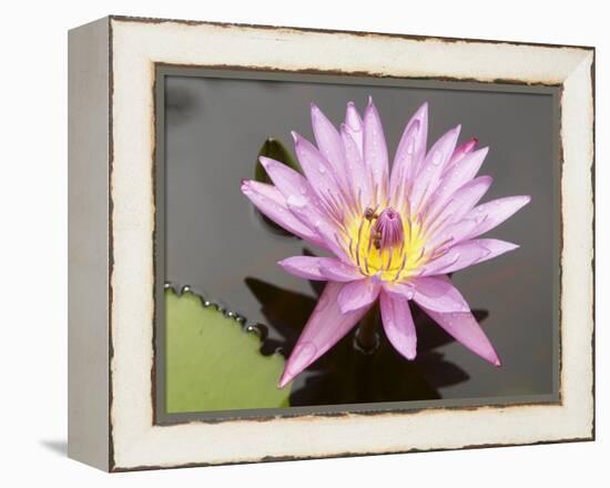 Lotus Flower, Balata Garden, Martinique, French Overseas Department, Windward Islands-null-Framed Premier Image Canvas