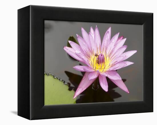 Lotus Flower, Balata Garden, Martinique, French Overseas Department, Windward Islands-null-Framed Premier Image Canvas