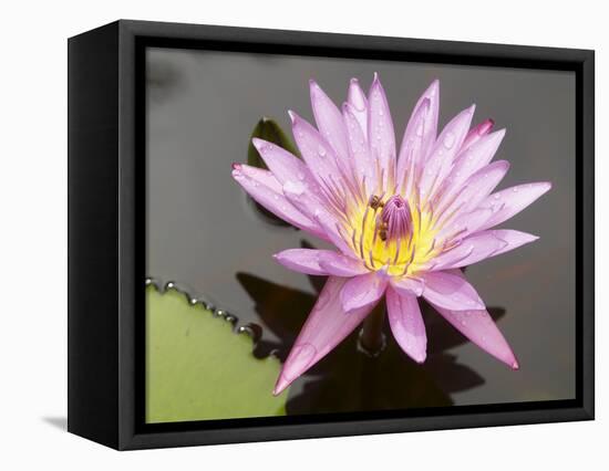 Lotus Flower, Balata Garden, Martinique, French Overseas Department, Windward Islands-null-Framed Premier Image Canvas