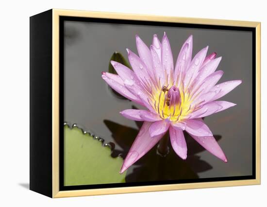 Lotus Flower, Balata Garden, Martinique, French Overseas Department, Windward Islands-null-Framed Premier Image Canvas