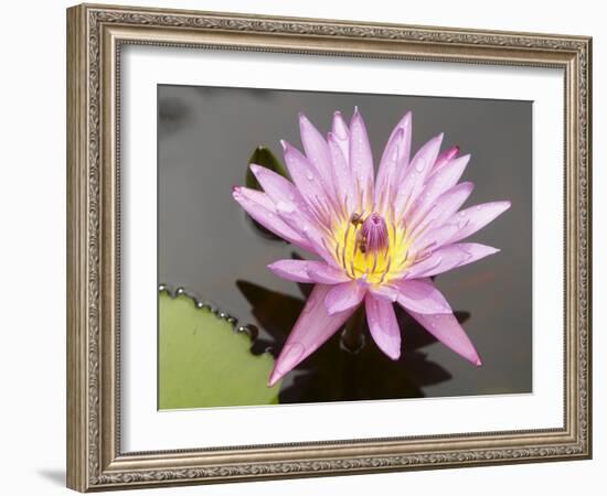 Lotus Flower, Balata Garden, Martinique, French Overseas Department, Windward Islands-null-Framed Photographic Print