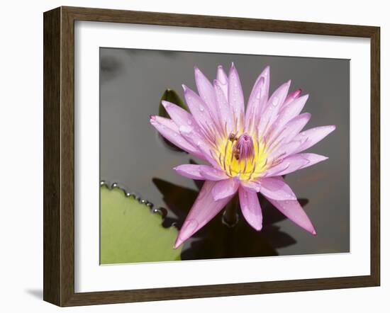 Lotus Flower, Balata Garden, Martinique, French Overseas Department, Windward Islands-null-Framed Photographic Print