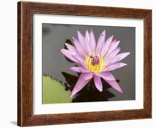 Lotus Flower, Balata Garden, Martinique, French Overseas Department, Windward Islands-null-Framed Photographic Print