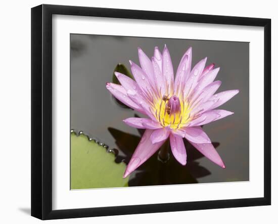 Lotus Flower, Balata Garden, Martinique, French Overseas Department, Windward Islands-null-Framed Photographic Print