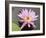 Lotus Flower, Balata Garden, Martinique, French Overseas Department, Windward Islands-null-Framed Photographic Print