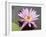 Lotus Flower, Balata Garden, Martinique, French Overseas Department, Windward Islands-null-Framed Photographic Print