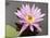 Lotus Flower, Balata Garden, Martinique, French Overseas Department, Windward Islands-null-Mounted Photographic Print