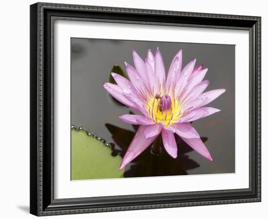 Lotus Flower, Balata Garden, Martinique, French Overseas Department, Windward Islands-null-Framed Photographic Print