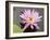 Lotus Flower, Balata Garden, Martinique, French Overseas Department, Windward Islands-null-Framed Photographic Print