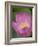 Lotus Flower, Bangkok, Thailand-Russell Young-Framed Photographic Print