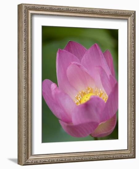 Lotus Flower, Bangkok, Thailand-Russell Young-Framed Photographic Print