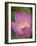 Lotus Flower, Bangkok, Thailand-Russell Young-Framed Photographic Print