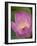 Lotus Flower, Bangkok, Thailand-Russell Young-Framed Photographic Print