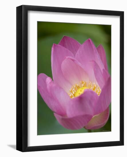 Lotus Flower, Bangkok, Thailand-Russell Young-Framed Photographic Print