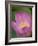 Lotus Flower, Bangkok, Thailand-Russell Young-Framed Photographic Print