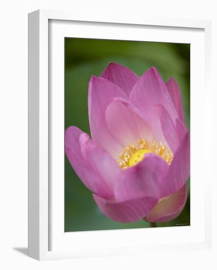Lotus Flower, Bangkok, Thailand-Russell Young-Framed Photographic Print
