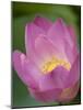 Lotus Flower, Bangkok, Thailand-Russell Young-Mounted Photographic Print