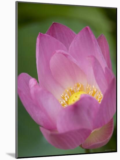 Lotus Flower, Bangkok, Thailand-Russell Young-Mounted Photographic Print