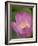 Lotus Flower, Bangkok, Thailand-Russell Young-Framed Photographic Print