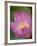 Lotus Flower, Bangkok, Thailand-Russell Young-Framed Photographic Print