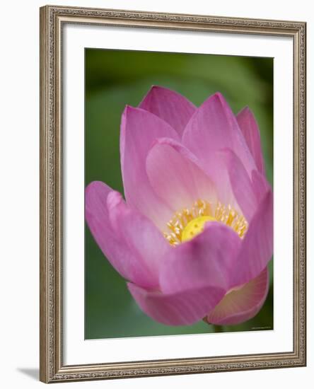 Lotus Flower, Bangkok, Thailand-Russell Young-Framed Photographic Print