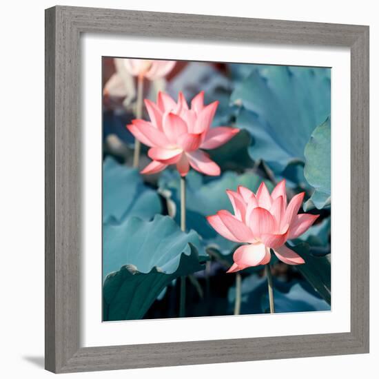 Lotus Flower Blooming in Summer Pond with Green Leaves as Background-kenny001-Framed Photographic Print