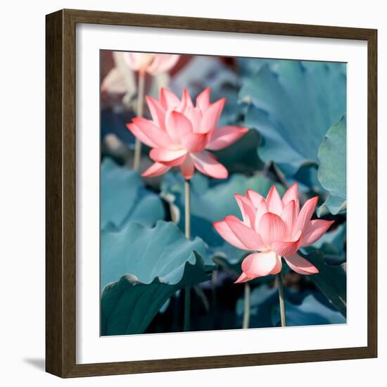 Lotus Flower Blooming in Summer Pond with Green Leaves as Background-kenny001-Framed Photographic Print