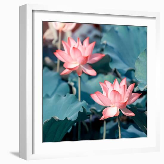 Lotus Flower Blooming in Summer Pond with Green Leaves as Background-kenny001-Framed Photographic Print