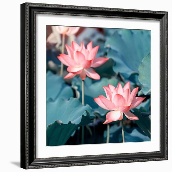 Lotus Flower Blooming in Summer Pond with Green Leaves as Background-kenny001-Framed Photographic Print