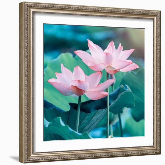 Lotus Flower Blooming in Summer Pond with Green Leaves as Background-kenny001-Framed Photographic Print