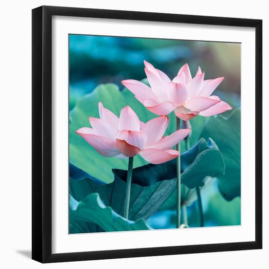 Lotus Flower Blooming in Summer Pond with Green Leaves as Background-kenny001-Framed Photographic Print