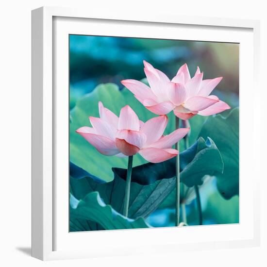 Lotus Flower Blooming in Summer Pond with Green Leaves as Background-kenny001-Framed Photographic Print