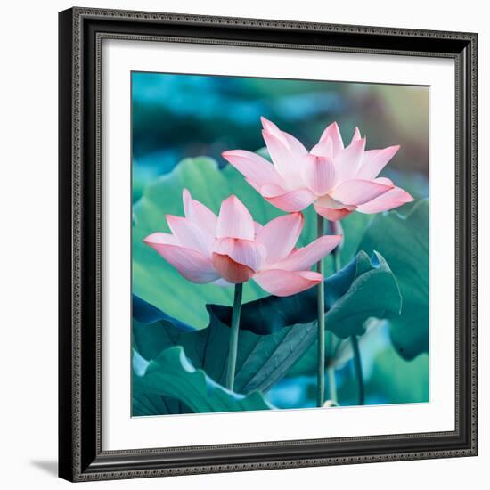 Lotus Flower Blooming in Summer Pond with Green Leaves as Background-kenny001-Framed Photographic Print