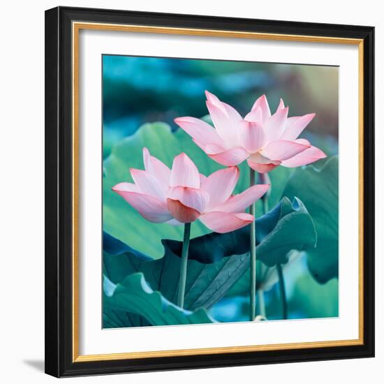 Lotus Flower Blooming in Summer Pond with Green Leaves as Background-kenny001-Framed Photographic Print