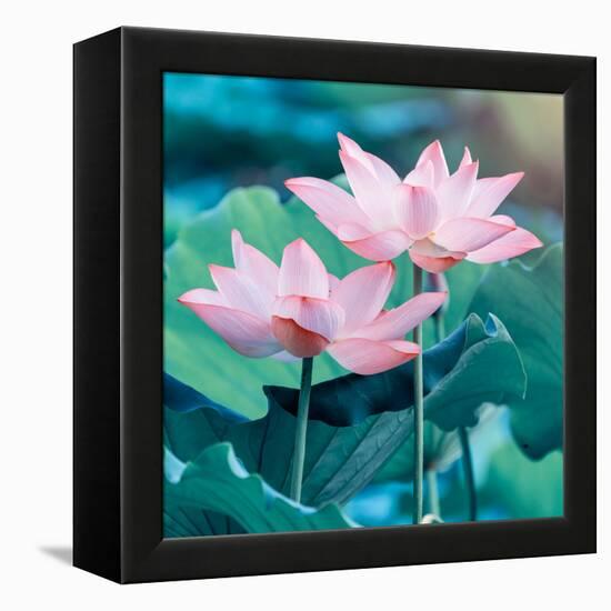 Lotus Flower Blooming in Summer Pond with Green Leaves as Background-kenny001-Framed Stretched Canvas