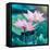 Lotus Flower Blooming in Summer Pond with Green Leaves as Background-kenny001-Framed Stretched Canvas