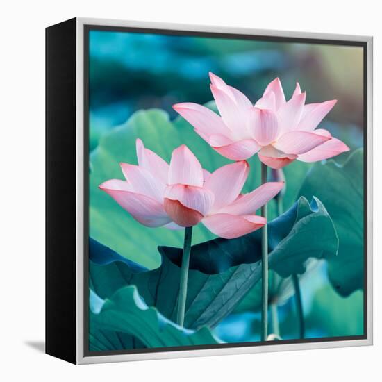 Lotus Flower Blooming in Summer Pond with Green Leaves as Background-kenny001-Framed Stretched Canvas