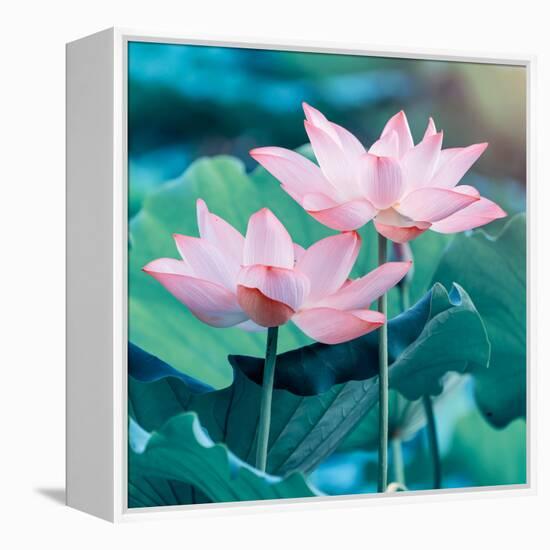 Lotus Flower Blooming in Summer Pond with Green Leaves as Background-kenny001-Framed Stretched Canvas